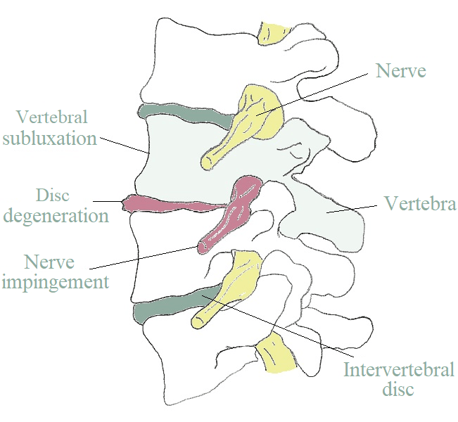 Columna vertebral