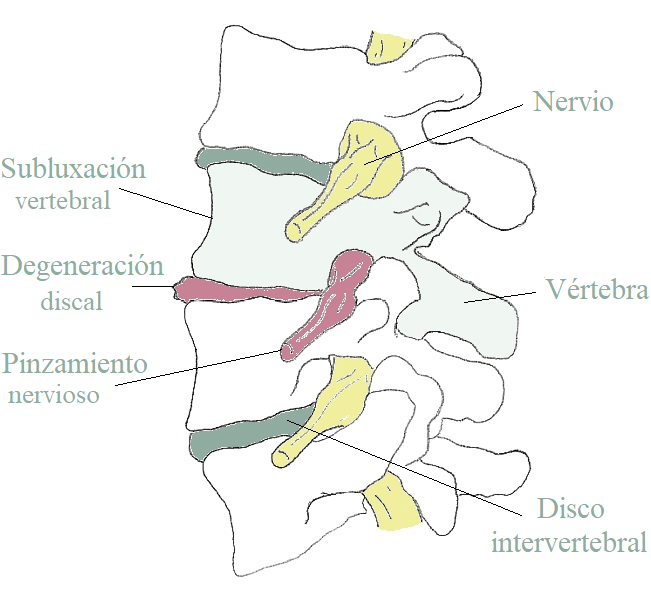 Columna vertebral